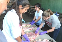 Animal Science students studying cow reproductive systems